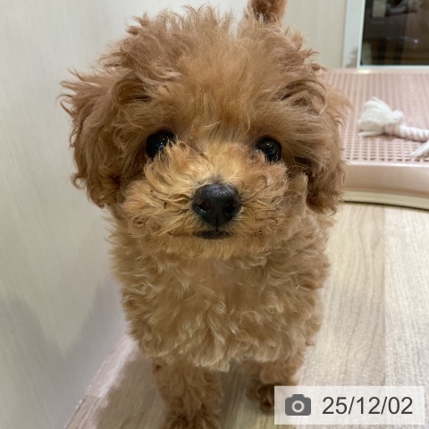 岐阜県のトイプードル(トイ) (ペットプラス 光ケ丘店/2025年9月25日生まれ/女の子/アプリコット)の子犬の4枚目の画像