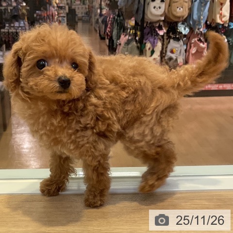 トイ・プードルの写真