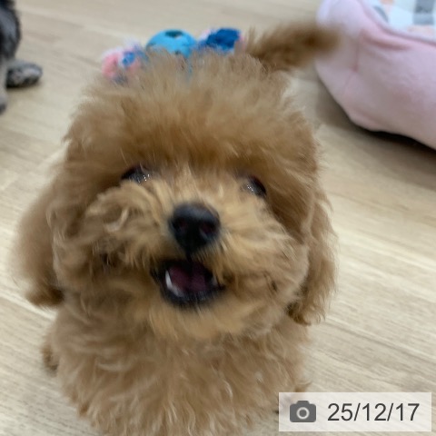 岐阜県のトイプードル(トイ) (ペットプラス 光ケ丘店/2025年9月25日生まれ/女の子/アプリコット)の子犬の3枚目の画像