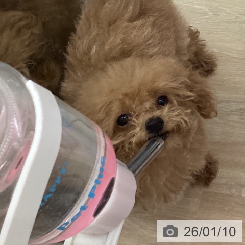 三重県のトイプードル(トイ) (ペットプラス 四日市泊店/2025年9月25日生まれ/女の子/オレンジフォーン)の子犬の4枚目の画像