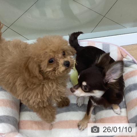 三重県のトイプードル(トイ) (ペットプラス 四日市泊店/2025年9月25日生まれ/女の子/オレンジフォーン)の子犬の3枚目の画像