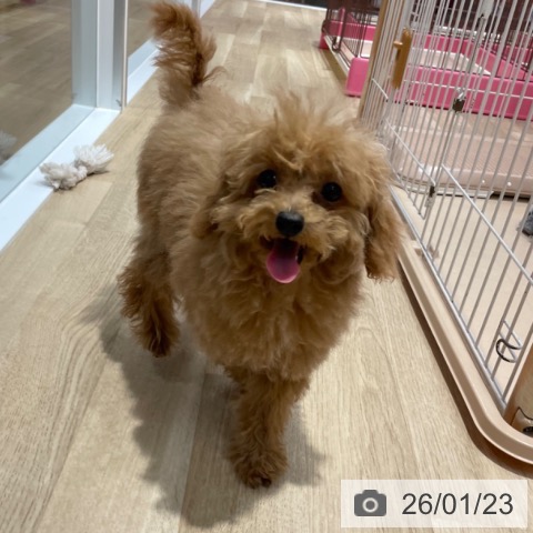 トイ・プードルの写真