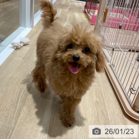 トイ・プードルの写真