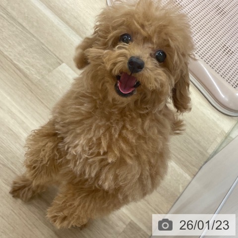 トイ・プードルの写真