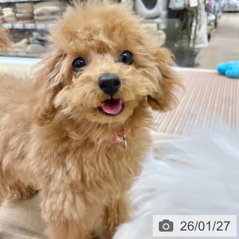 トイ・プードルの写真