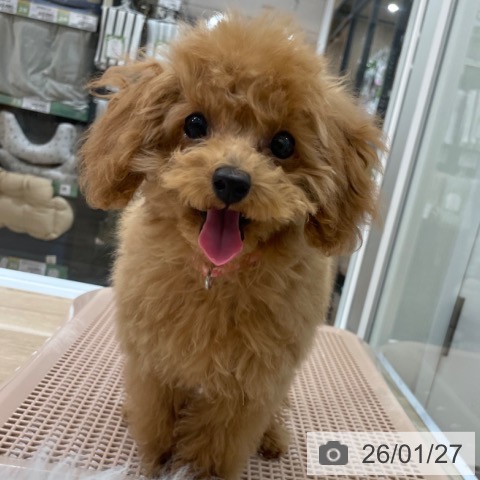 トイ・プードルの写真