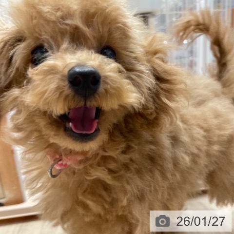 トイ・プードルの写真