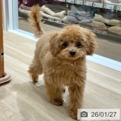 トイ・プードルの写真