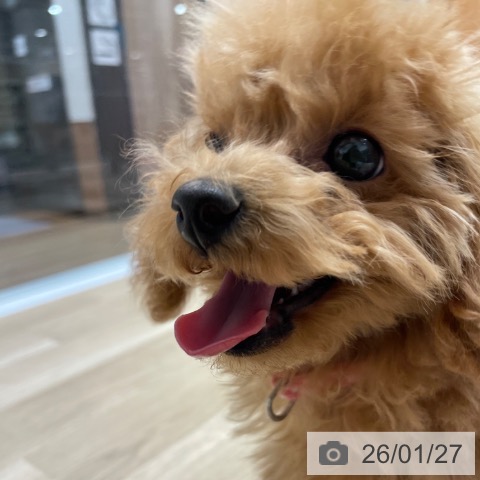 愛知県のトイプードル(トイ) (ペットプラス 上飯田店/2025年9月25日生まれ/女の子/オレンジフォーン)の子犬の4枚目の画像