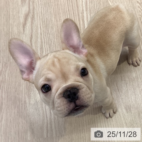 フレンチ・ブルドッグの写真