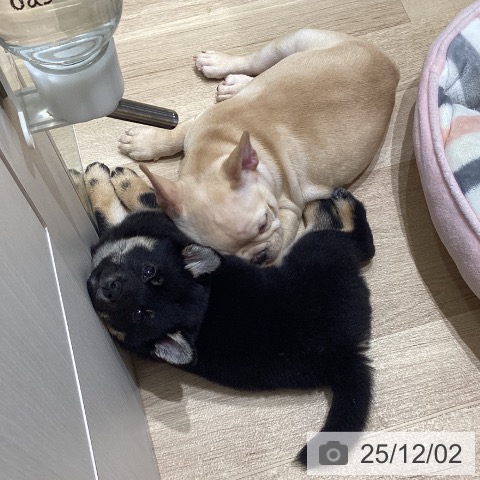 長野県のフレンチブルドッグ (ペットプラス 須坂店/2025年9月23日生まれ/男の子/クリーム)の子犬の4枚目の画像