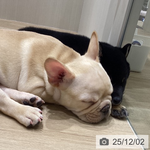 長野県のフレンチブルドッグ (ペットプラス 須坂店/2025年9月23日生まれ/男の子/クリーム)の子犬の3枚目の画像