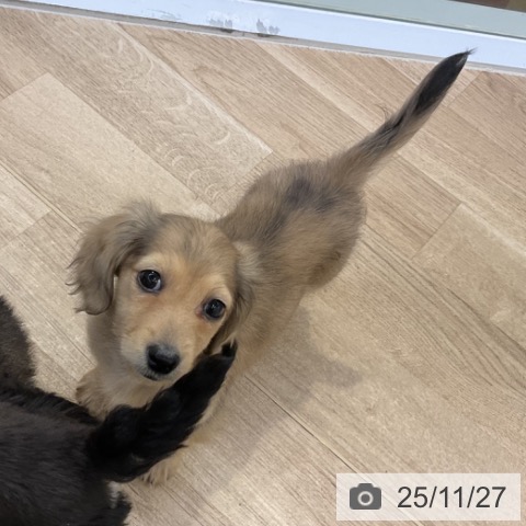 ミニチュア・ダックスフンドの写真