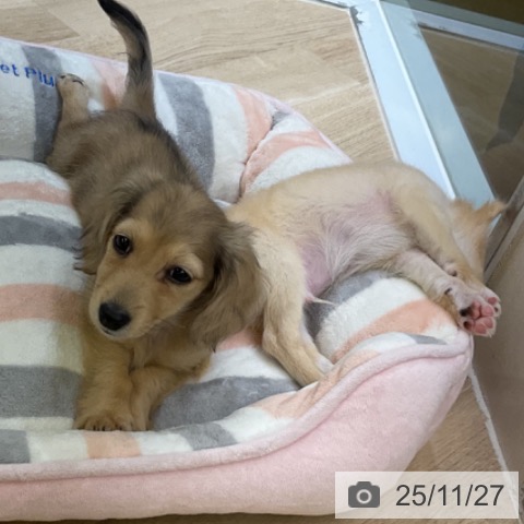 ミニチュア・ダックスフンドの写真