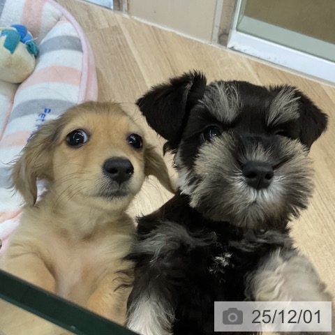 愛知県のミニチュアダックスフンド(ロング) (ペットプラス mozoワンダーシティ店/2025年9月19日生まれ/男の子/シェーデットイエロー)の子犬の4枚目の画像