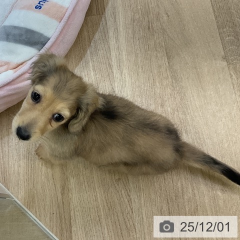 愛知県のミニチュアダックスフンド(ロング) (ペットプラス mozoワンダーシティ店/2025年9月19日生まれ/男の子/シェーデットイエロー)の子犬の3枚目の画像