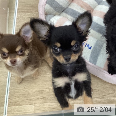 愛知県のチワワ(ロング) (ペットプラス 千音寺店/2025年9月26日生まれ/男の子/ブラックタン)の子犬の4枚目の画像