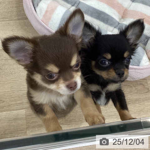 愛知県のチワワ(ロング) (ペットプラス 千音寺店/2025年9月26日生まれ/男の子/ブラックタン)の子犬の3枚目の画像