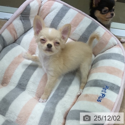 愛知県のチワワ(ロング) (ペットプラス mozoワンダーシティ店/2025年9月26日生まれ/男の子/クリームホワイト)の子犬の4枚目の画像