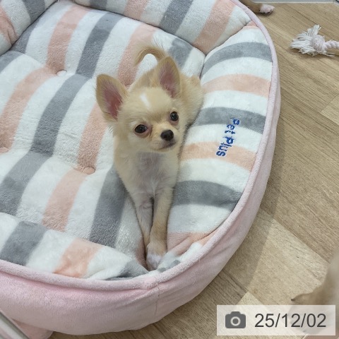 愛知県のチワワ(ロング) (ペットプラス mozoワンダーシティ店/2025年9月26日生まれ/男の子/クリームホワイト)の子犬の3枚目の画像