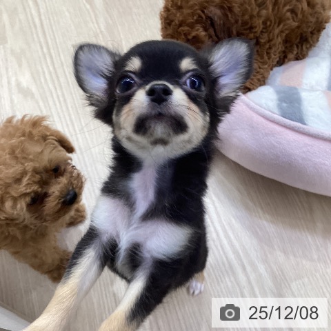 愛知県のチワワ(ロング) (ペットプラス ナゴヤドーム前店/2025年9月26日生まれ/女の子/ブラックタン)の子犬の4枚目の画像