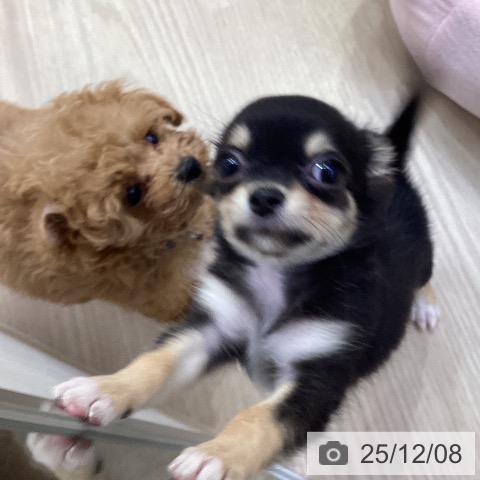 愛知県のチワワ(ロング) (ペットプラス ナゴヤドーム前店/2025年9月26日生まれ/女の子/ブラックタン)の子犬の3枚目の画像