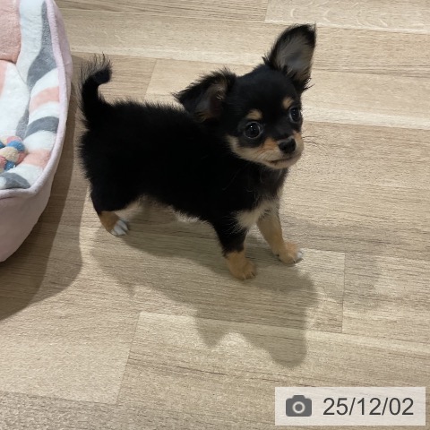 三重県のチワワ(ロング) (ペットプラス 鈴鹿店/2025年9月26日生まれ/女の子/ブラックタン)の子犬の4枚目の画像