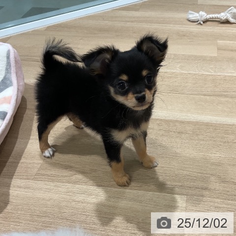 三重県のチワワ(ロング) (ペットプラス 鈴鹿店/2025年9月26日生まれ/女の子/ブラックタン)の子犬の3枚目の画像