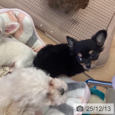 三重県のチワワ(ロング) (ペットプラス 東員店/2025年9月26日生まれ/女の子/ブラックタン)の子犬の4枚目の画像