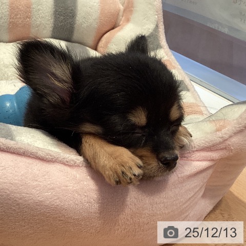 三重県のチワワ(ロング) (ペットプラス 東員店/2025年9月26日生まれ/女の子/ブラックタン)の子犬の3枚目の画像