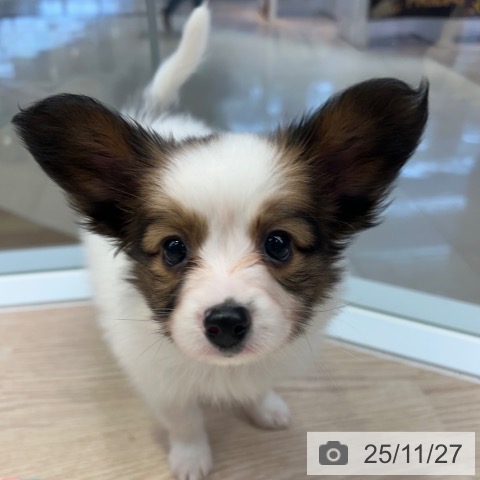 パピヨンの写真