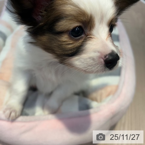 パピヨンの写真