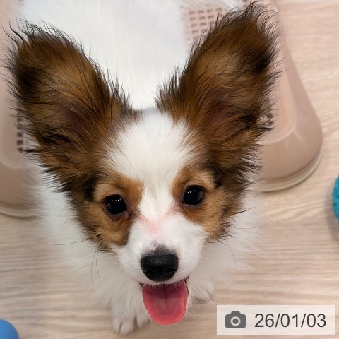 東京都のパピヨン (ペットプラス 多摩平の森店/2025年9月25日生まれ/男の子/ホワイトブラウン)の子犬の4枚目の画像