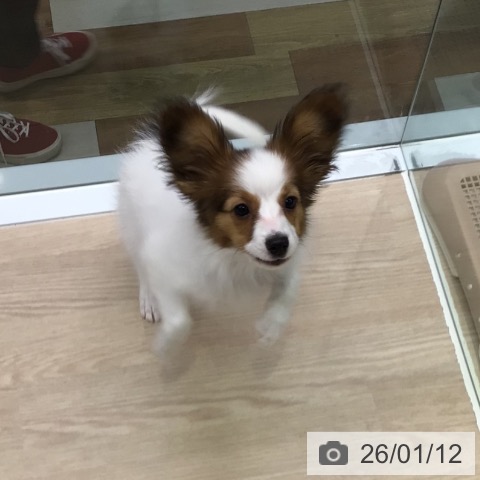 東京都のパピヨン (ペットプラス 多摩平の森店/2025年9月25日生まれ/男の子/ホワイトブラウン)の子犬の4枚目の画像