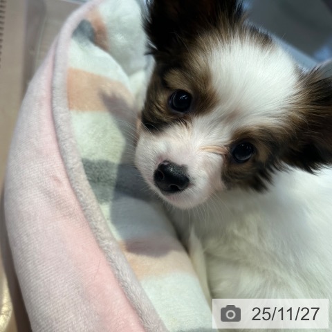 パピヨンの写真