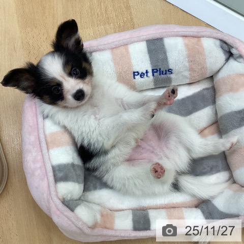 埼玉県のパピヨン (ペットプラス 羽生店/2025年9月25日生まれ/男の子/トライカラー)の子犬の4枚目の画像