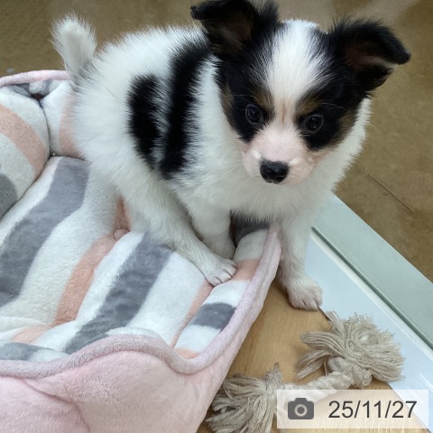 埼玉県のパピヨン (ペットプラス 羽生店/2025年9月25日生まれ/男の子/トライカラー)の子犬の3枚目の画像