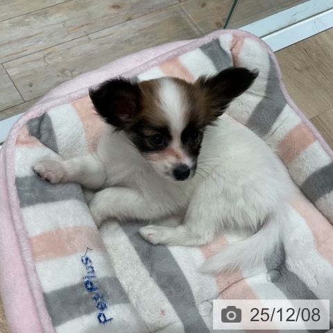 埼玉県のパピヨン (ペットプラス ららぽーと富士見店/2025年9月25日生まれ/女の子/ホワイトブラウン)の子犬の3枚目の画像