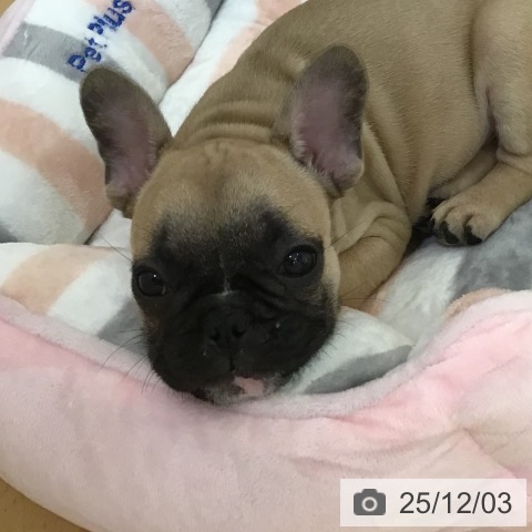 山形県のフレンチブルドッグ (ペットプラス 天童店/2025年9月19日生まれ/男の子/フォーン)の子犬の4枚目の画像