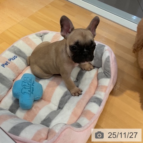 フレンチ・ブルドッグの写真