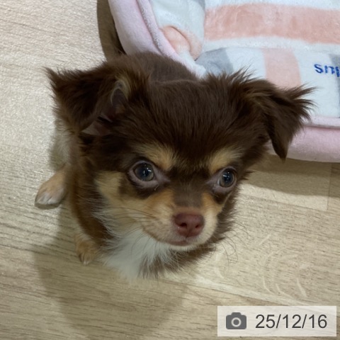 愛知県のチワワ(ロング) (ペットプラス イオンモール豊川店/2025年9月24日生まれ/女の子/チョコレートタン)の子犬の4枚目の画像