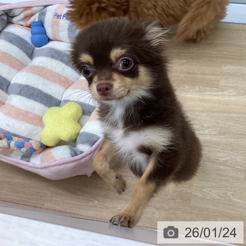 三重県のチワワ(ロング) (ペットプラス 四日市泊店/2025年9月24日生まれ/女の子/チョコレートタン)の子犬の4枚目の画像