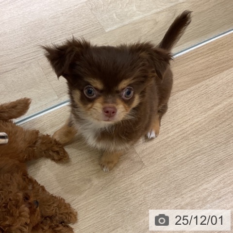 愛知県のチワワ(ロング) (ペットプラス イオンモール豊川店/2025年9月24日生まれ/女の子/チョコレートタン)の子犬の3枚目の画像