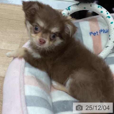 愛知県のチワワ(ロング) (ペットプラス 東浦店/2025年9月24日生まれ/女の子/チョコレートタン)の子犬の4枚目の画像