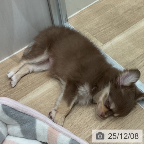 愛知県のチワワ(ロング) (ペットプラス 東浦店/2025年9月24日生まれ/女の子/チョコレートタン)の子犬の3枚目の画像