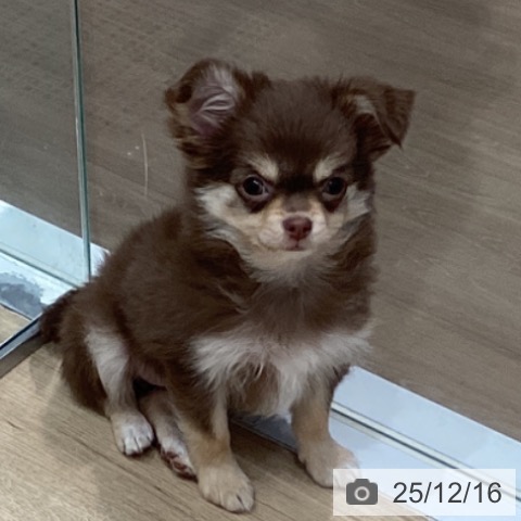 愛知県のチワワ(ロング) (ペットプラス 東浦店/2025年9月24日生まれ/女の子/チョコレートタン)の子犬の3枚目の画像