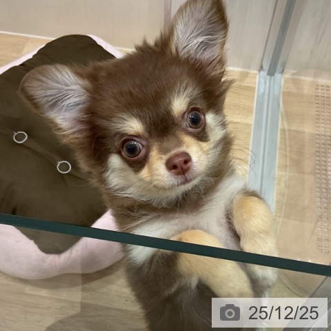 愛知県のチワワ(ロング) (ペットプラス 東浦店/2025年9月24日生まれ/女の子/チョコレートタン)の子犬の3枚目の画像