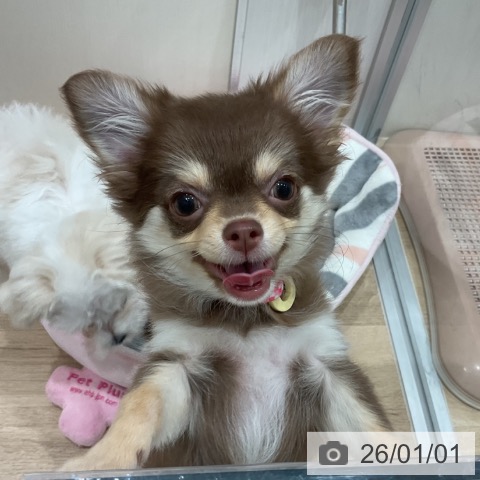 愛知県のチワワ(ロング) (ペットプラス 東浦店/2025年9月24日生まれ/女の子/チョコレートタン)の子犬の3枚目の画像