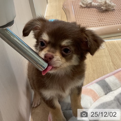 三重県のチワワ(ロング) (ペットプラス 鈴鹿店/2025年9月24日生まれ/女の子/チョコレートタン)の子犬の4枚目の画像