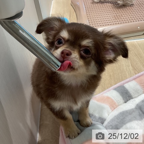 三重県のチワワ(ロング) (ペットプラス 鈴鹿店/2025年9月24日生まれ/女の子/チョコレートタン)の子犬の3枚目の画像